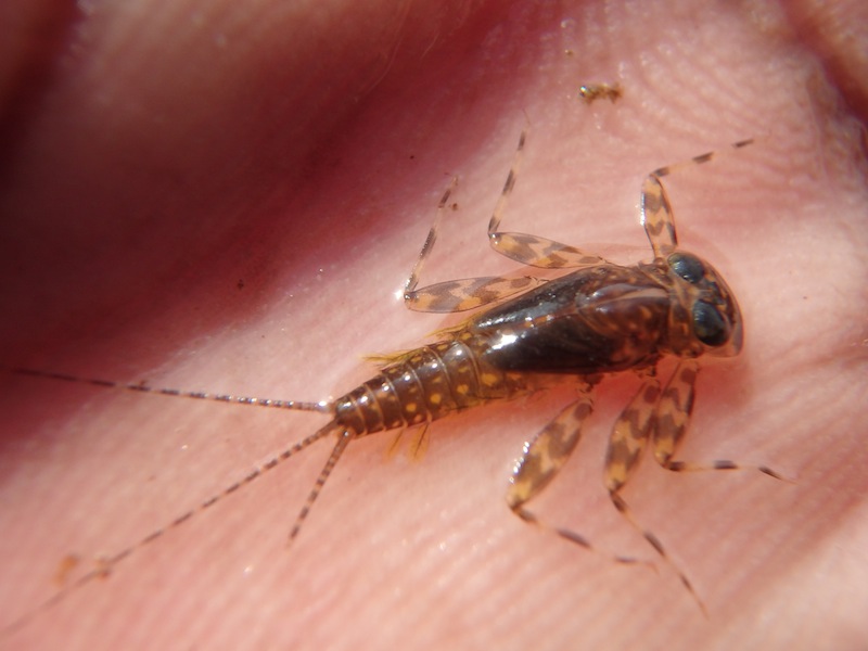 A Heptagenid Nymph